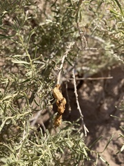 Asphondylia floccosa