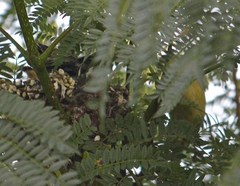 Spinus psaltria