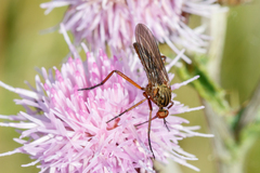Empis