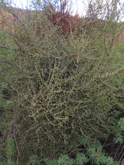 Phoradendron californicum