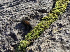 Spilosomina