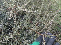 Phoradendron californicum