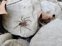 Dolomedes vittatus
