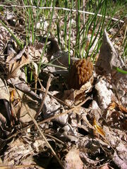 Morchellaceae