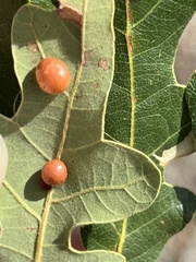 Xanthoteras eburneum