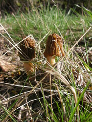 Morchellaceae