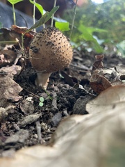 Echinoderma