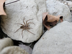 Dolomedes vittatus