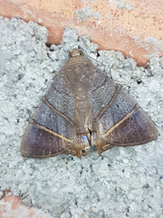 Eulepidotis juncida