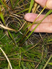 Xyris caroliniana