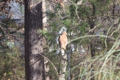 Buteo lineatus