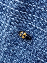 Glischrochilus fasciatus