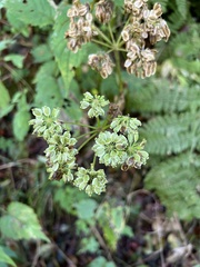 Angelica triquinata