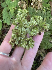 Angelica triquinata