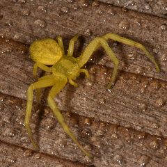 Mecaphesa carletonica