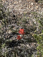 Castilleja integra