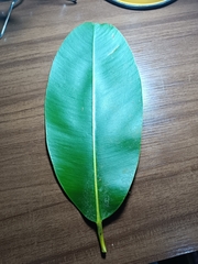 Calophyllum brasiliense