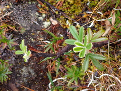 Polylepis