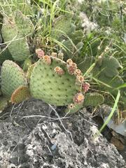 Opuntia