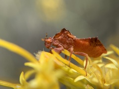 Phymata arctostaphylae