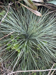 Aciphylla