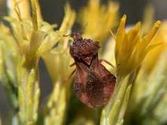 Phymata arctostaphylae