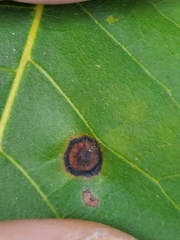 Acericecis ocellaris