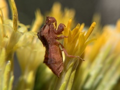 Phymata arctostaphylae