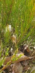 Allocasuarina nana