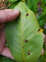 Acericecis ocellaris