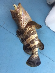 Epinephelus coioides