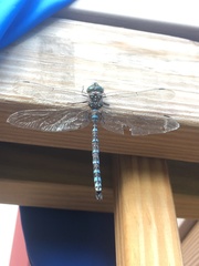 Aeshna canadensis