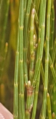 Allocasuarina nana