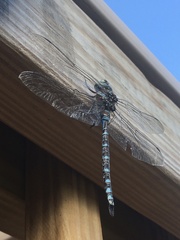 Aeshna canadensis