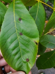 Acericecis ocellaris