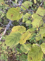 Corylus