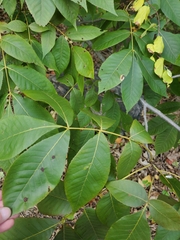 Acericecis ocellaris