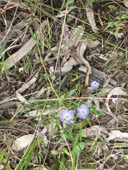 Veronica gracilis