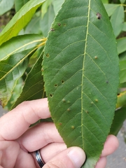 Acericecis ocellaris