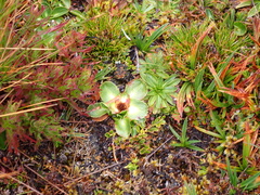 Eryngium humile