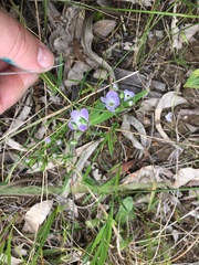 Veronica gracilis
