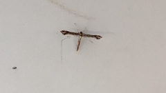 Anstenoptilia marmarodactyla