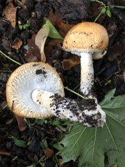 Agaricus