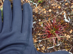 Lysipomia multiflora