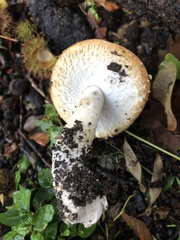 Agaricus