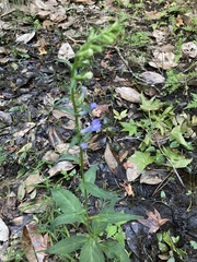 Lobelia amoena