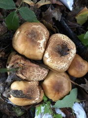 Agaricus