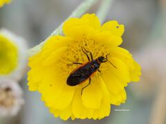 Melacoryphus lateralis