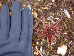 Lysipomia multiflora