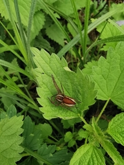 Dolomedes fimbriatus